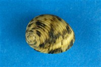 藏品(高腰蜑螺)的圖片